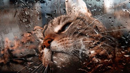 Cat Behind a Raindrop-Splattered Window wallpaper