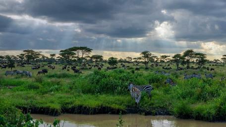 Majestic Zebras in a Serene Landscape wallpaper