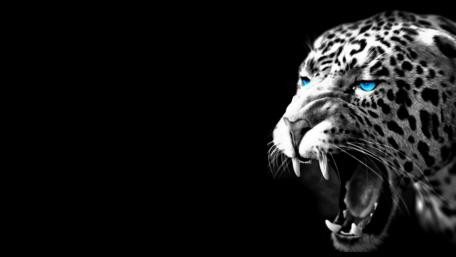 Big Cat's Fierce Blue Gaze wallpaper