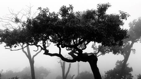 tree black and white wallpaper