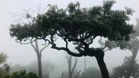 Trees in haze wallpaper