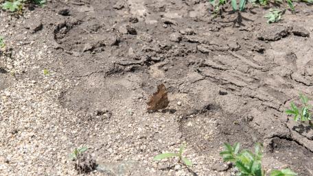 Nature's Hidden Beauty in Animal Tracks wallpaper