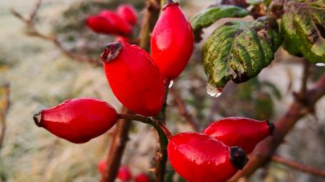 Rosehips wallpaper
