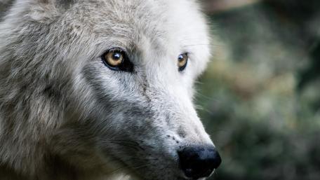 Enigmatic Gaze of the White Wolf wallpaper