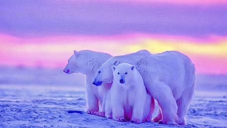 Polar bears wallpaper
