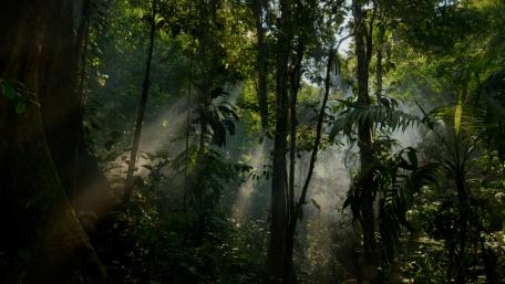 Jungle wallpaper