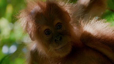 Adorable Monkey in the Wild wallpaper