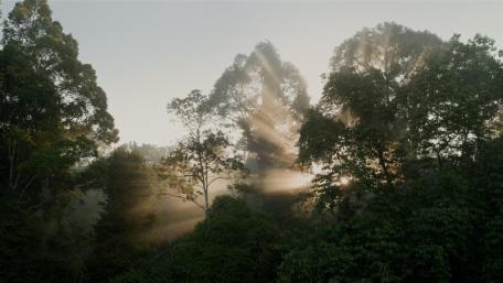 Jungle wallpaper