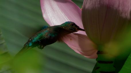 Hummingbird Delicately Sipping Nectar wallpaper