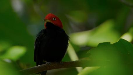 Bird wallpaper