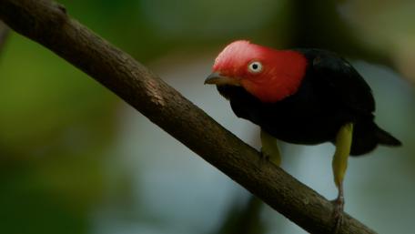 Bird wallpaper
