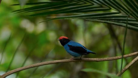 Vibrant Bird Perched Among Lush Greenery wallpaper