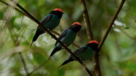 Birds wallpaper