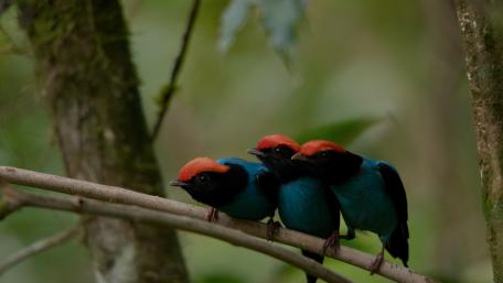 Birds wallpaper