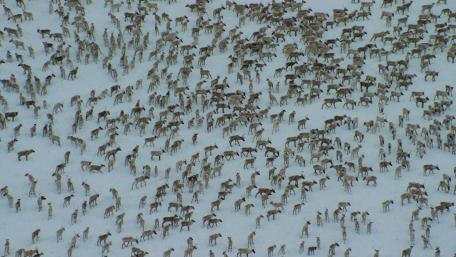 Deer herd from above wallpaper
