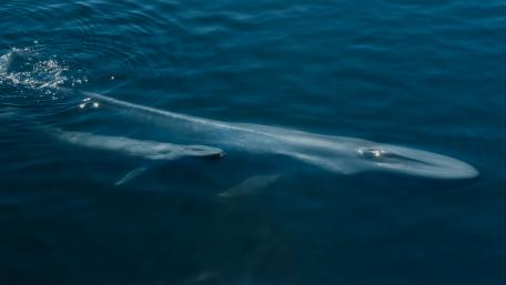 Whales wallpaper
