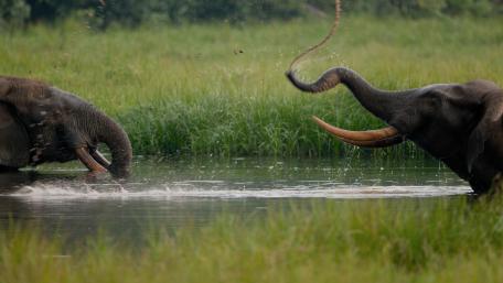 African Elephant wallpaper