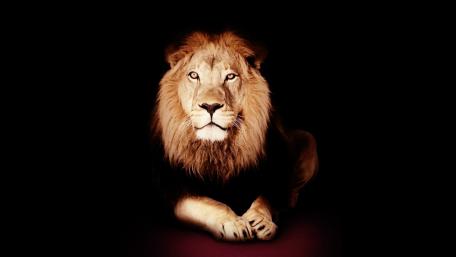 Lion in the dark wallpaper