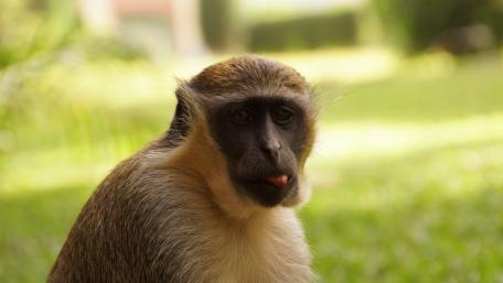 Frecher Affe wallpaper