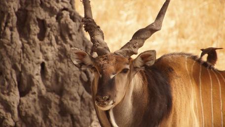 Antilope wallpaper