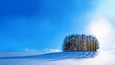Winter Trees on a Crisp Blue Day wallpaper