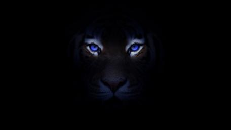 Blue-eye tiger wallpaper
