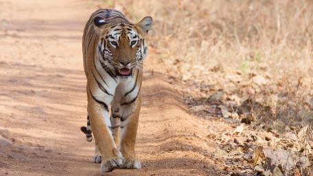 Bengal Tigress at Tadoba Andhari National Park wallpaper