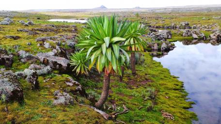 A Giant Lobelia on the Sanetti Plateau in Ethiopia wallpaper