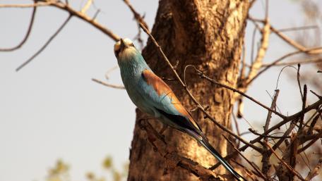 Bird in nature wallpaper