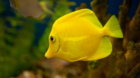 Fish wallpaper