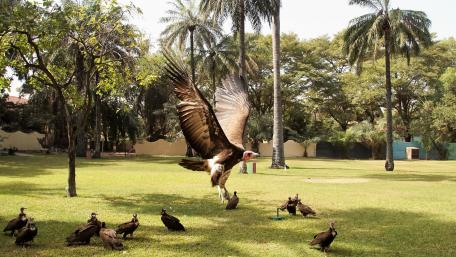 Vulture approaching wallpaper