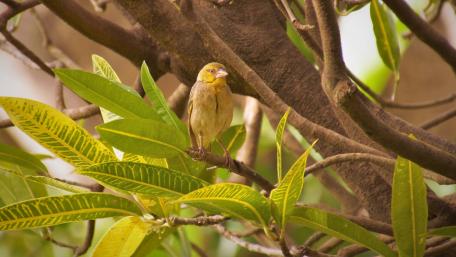 Bird in tree wallpaper