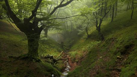 Green forest creek wallpaper