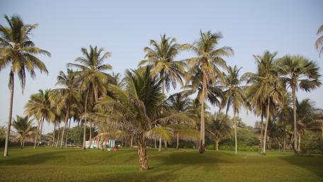 Palm trees in the evening sun wallpaper