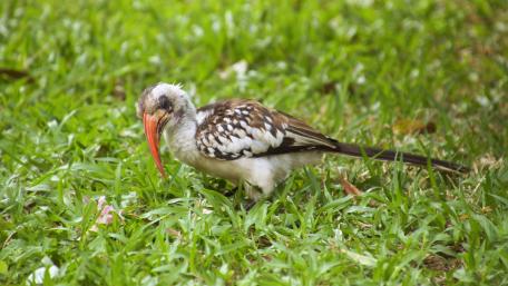 Vibrant Bird in Gambia's Lush Landscape wallpaper