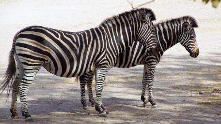Zebras wallpaper