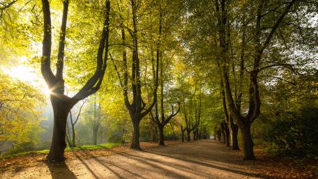 Forest Light wallpaper