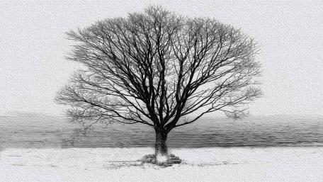 Solitude in Monochrome Nature wallpaper