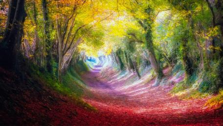 Autumn's Enchanted Forest Trail wallpaper