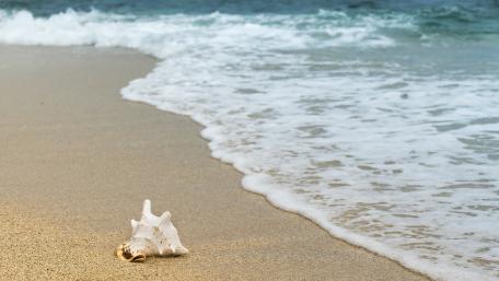 Serene Shells on the Sandy Shore wallpaper