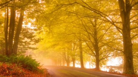 Golden Autumn Forest Road wallpaper