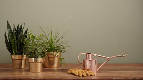 Elegant Indoor Plants Display wallpaper
