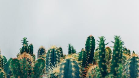 cactus wallpaper
