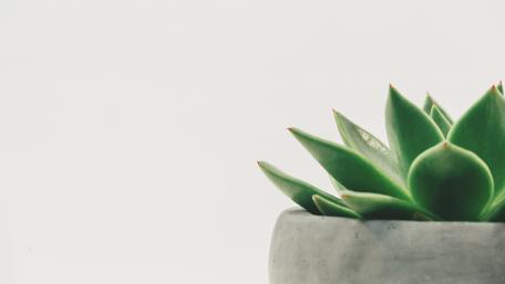 Succulent Serenity in High Resolution wallpaper