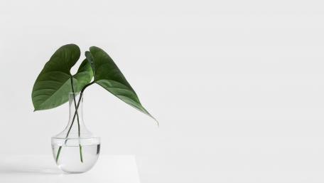 Simplicity in Greenery wallpaper