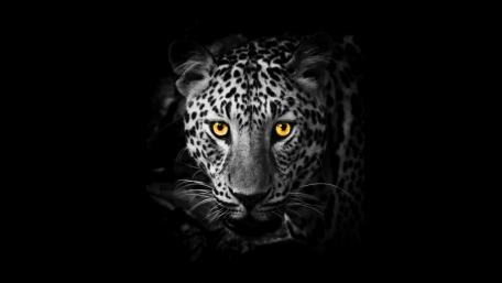 Yellow-eye Jaguar wallpaper