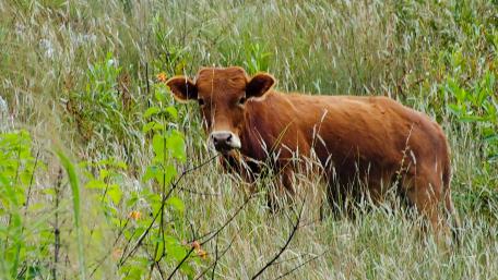 Untamed Serenity A Young Calf in Nature's Embrace wallpaper