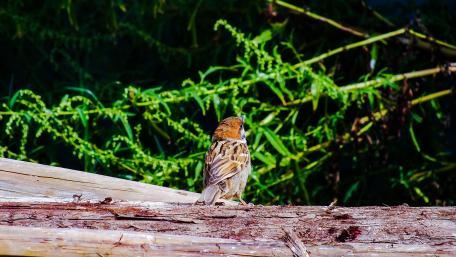 Serene Sparrow Amidst Nature's Greenery wallpaper
