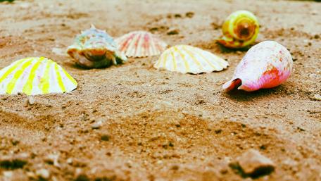 Colorful Shells on Sandy Beach wallpaper