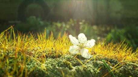 Spring Fairy Tale in Morning Light wallpaper